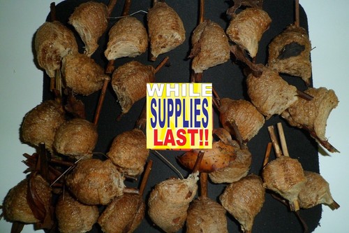 25g herbs sang - 25g,