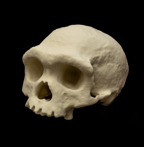 Homo longi dragon man skull - homo,