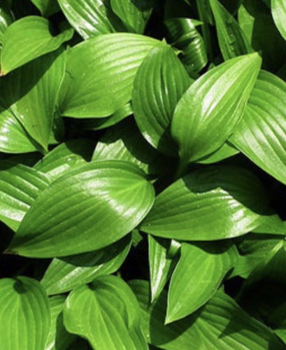 Hosta swirls design small - hosta,