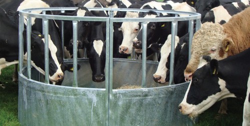 Cattle ring feeder - cattle,