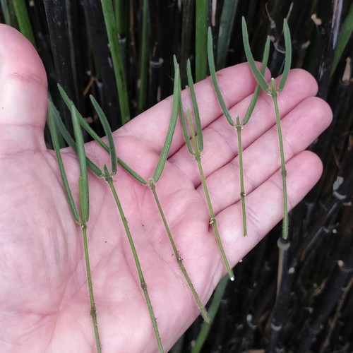 Hoya linearis wax plant - linearis, 'wax