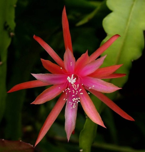 Jalisco flirt epiphyllum - epiphyllum, 19
