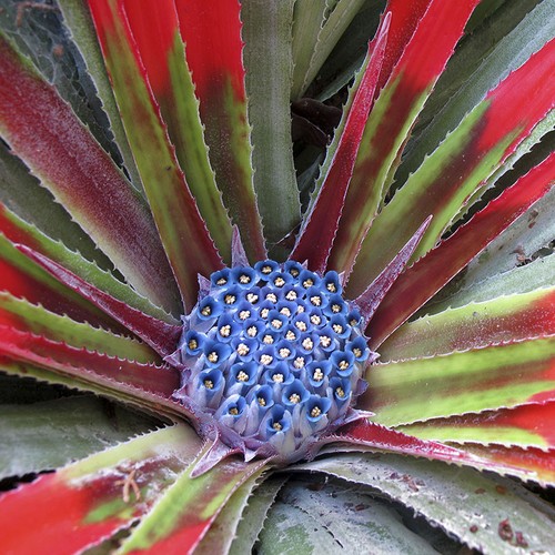 Bromeliad fasicularia - bromeliad, 'fasicularia