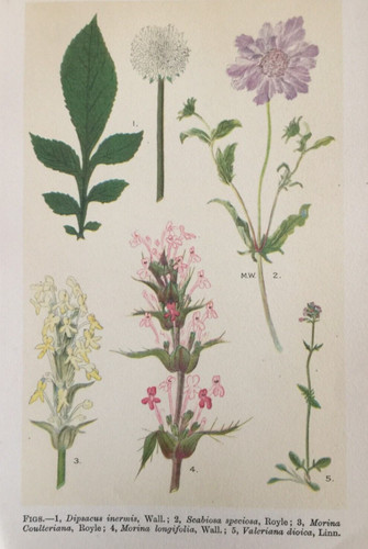 Antique print scabious teasel - print,
