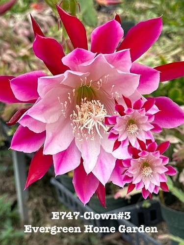 Rooted epiphyllum orchid - epiphyllum,