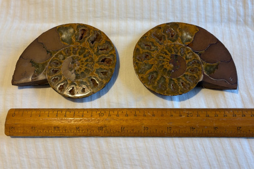Large 13cm natural - large, widest)