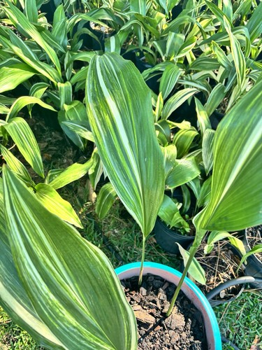 Variegated aspidistra cast - ,