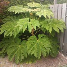Tetrapanax Papyrifer Rex Rice Paper Plant - 3Lt XXL Pot Very Rare Evergreen Tree
