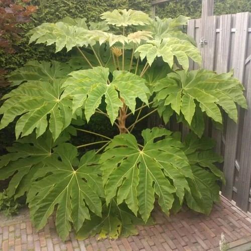 Tetrapanax papyrifer rex rice - tetrapanax,