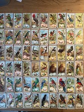 Wills (Australia) Birds of