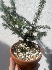 Wild Yamadori Spruce Bonsai In
