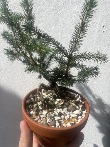 Wild yamadori spruce - wild, in