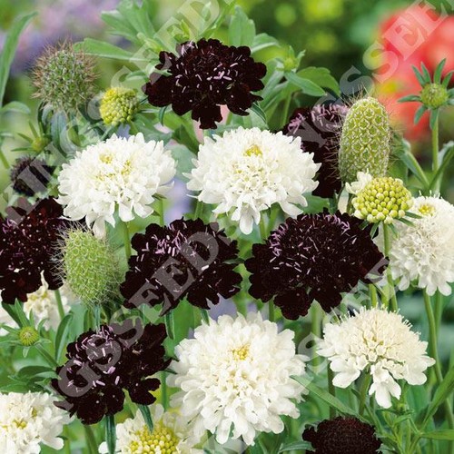 Scabiosa scabious ebony - scabious,