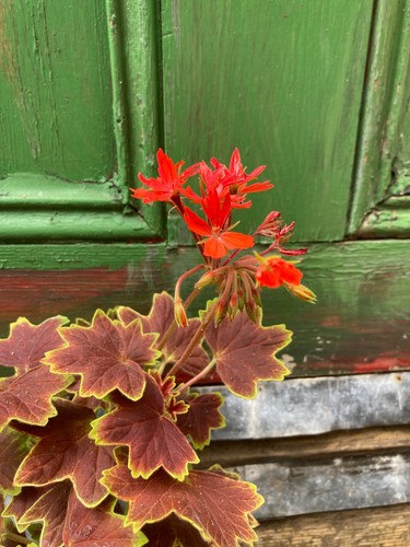 Pelargonium vancouver - pelargonium,