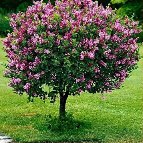 Dwarf korean lilac tree - dwarf,