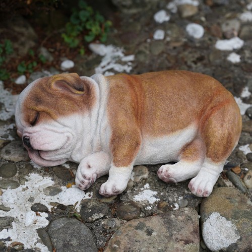 Sleeping bulldog puppy - sleeping,