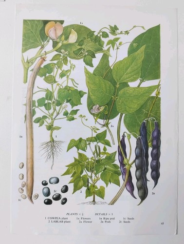Cowpea lablab beans vegetable - cowpea,