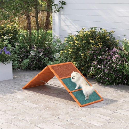 Dog agility equipment - dog,