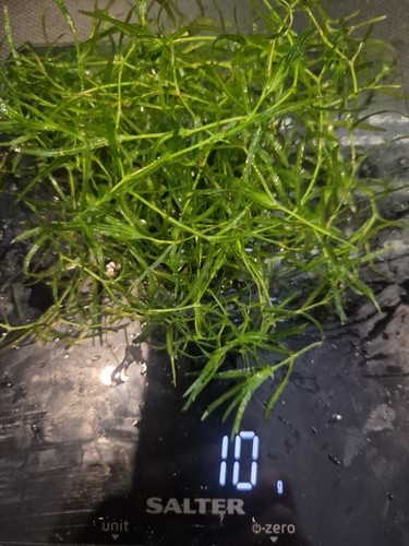 Guppy grass najas - guppy,