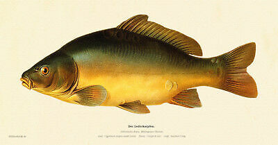 The leather carp cyprinus - leather,