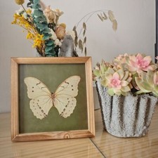 Butterfly Specimen Photo Frame