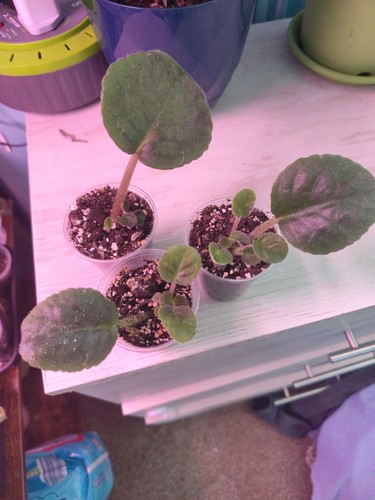 Yang plant set african violets - african,