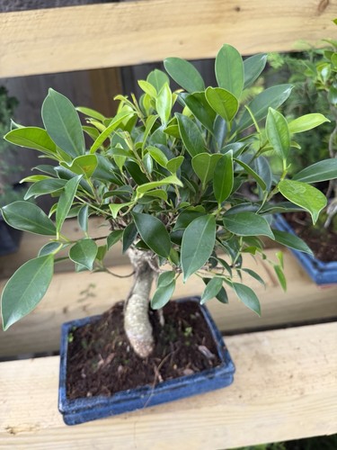 Ficus bonsai tree finished - ficus,