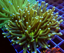 WYSIWYG  Yellow & Green