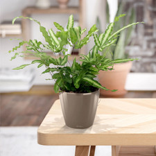 2 x Pteris Albolineata - Beautiful Indoor Plants Cretan Brake Fern 9cm potted