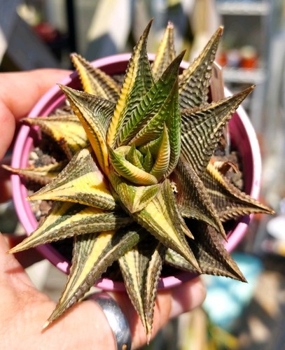 Haworthia limifolia variegated - haworthia,
