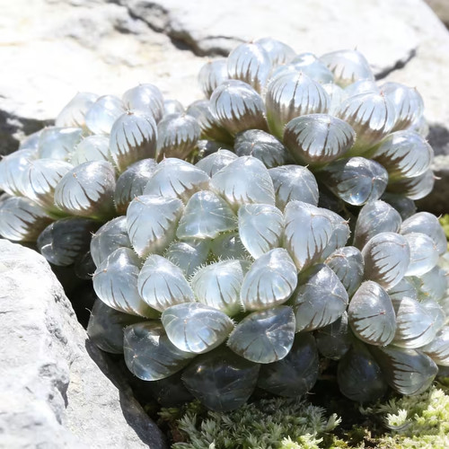 Ice lamp haworthia live plant - lamp,