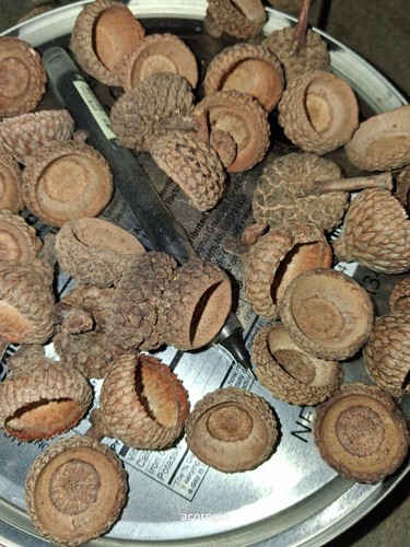 Large acorn caps 2025 - 2025, harvest
