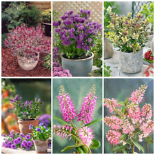 6 Mixed Large Hebe Plants Evergreen Garden Shrubs Colourful 2ltr