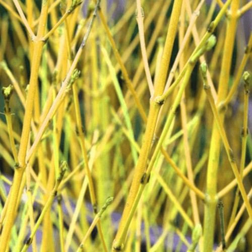Cornus sericea flaviramea - cornus,