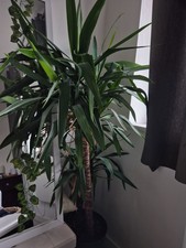 Large indoor plant yucca - plant, (yucca