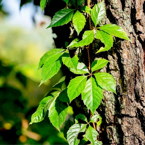Virginia creeper plant - plant, bare