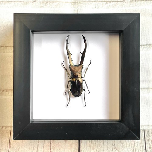 Golden metallic stag beetle - metallic,