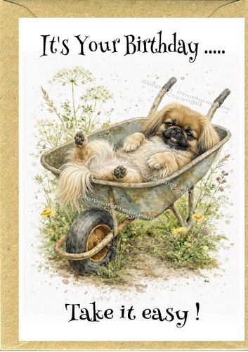 Pekingese peke dog - dog, x