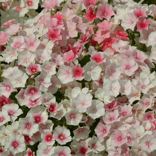 Phlox drummondii blushing - phlox,