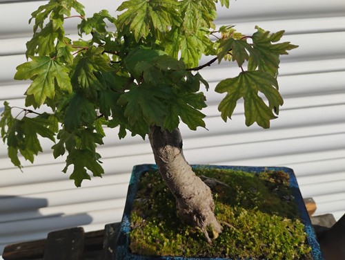 Field maple bonsai - maple,