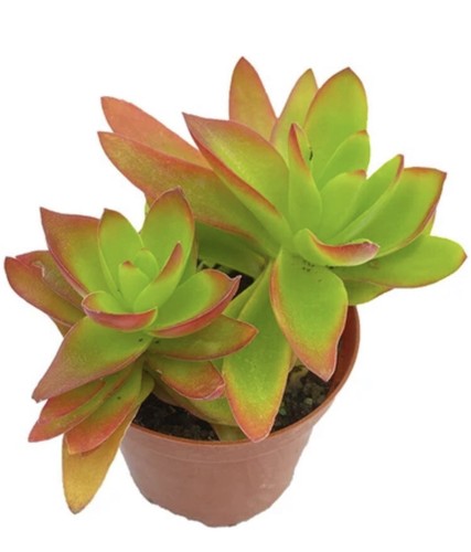 Crassula capitella - crassula, (campfire)