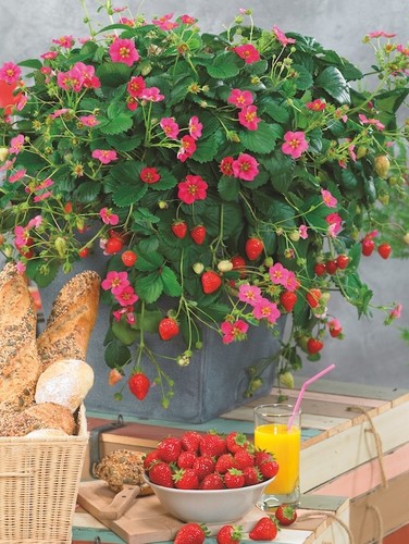 Fragaria ananassa toscana - x,