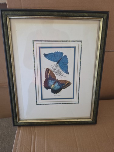 Vintage print butterflies - vintage, of