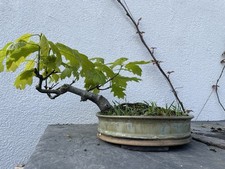 Oak bonsai - oak,