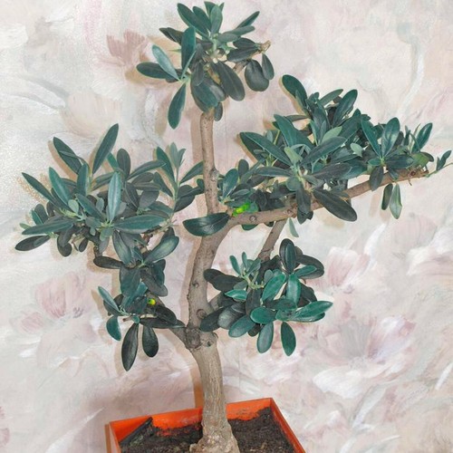 Dwarf olive tree - olive, tropical