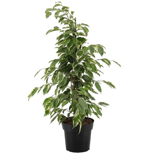 Ficus golden king - golden, variegated