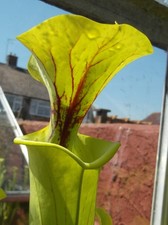 Sarracenia Flava v Flava