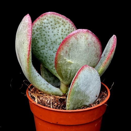 Silver dollar plant crassula - dollar,