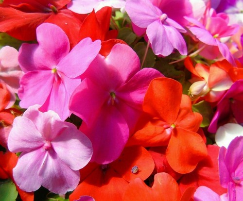 180 seeds busy lizzie mix - seeds,