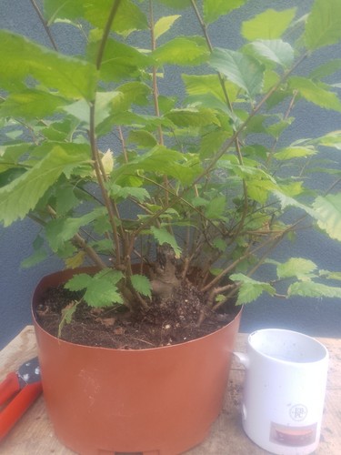 Elm bonsai tree yamadori clump - tree,